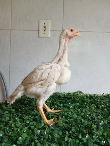 Franguinho indio gigante A PARTIR DE 350,00