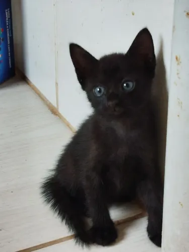 Gatinho macho pretinho maravilhoso