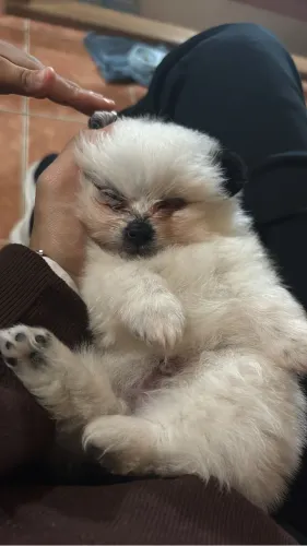 Cachorro Lulu da pomerania 