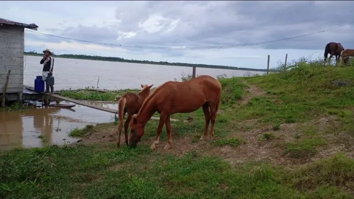Cavalo para trabalho