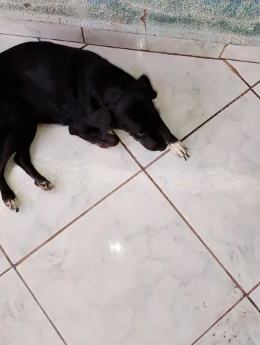 Estou doando essas duas cachorrinhas vira latas, elas apareceram aqui em minha casa,
