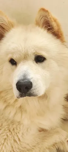 Husky com 1 ano e 5 meses cachorro