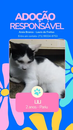 Doação de gatos em Areia Branca