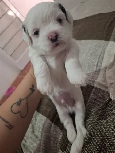 Shih tzu