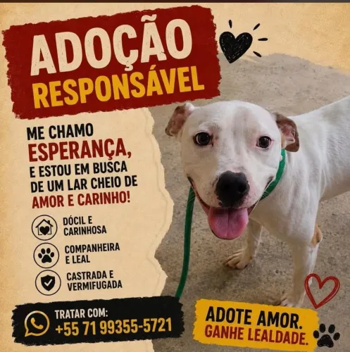 Cachorrinha 