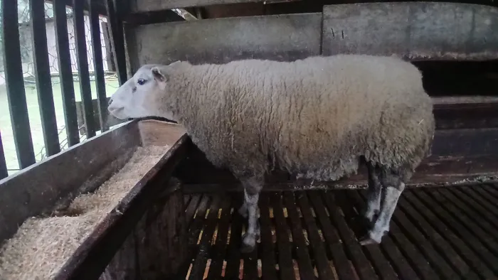 Carneiro reprodutor texel