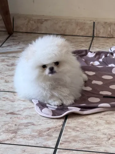 Filhote MACHO de Spitz Alemão Anão/Lulu da pomerânia