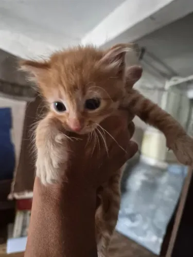 Gatinhos 