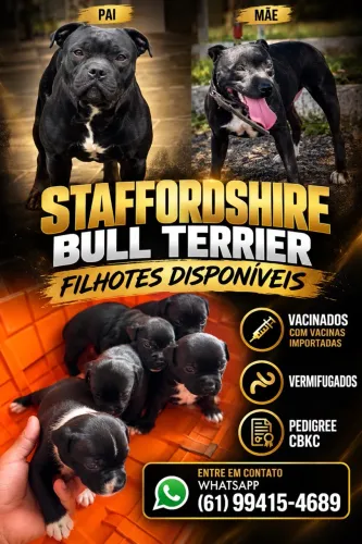 Staffordshire bull terrier