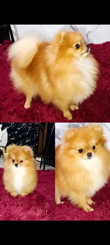 Fêmea de Lulu da Pomerânia