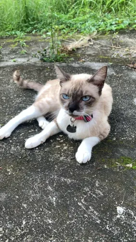 Gatinha siamesa para adoção