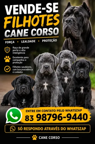 FILHOTES DE CANE CORSO À VENDA ? Filhotes de Cane Corso esperando por um novo lar! ? ? V