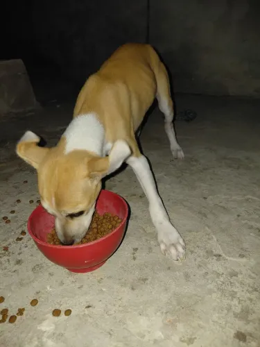 Doação filhote macho
