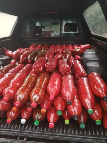 Pimenta malagueta