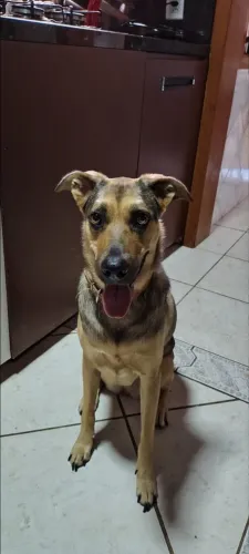 DOA-SE CADELA (VACINADA E CASTRADA)
