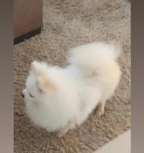 Cobertura lulu da pomerania 