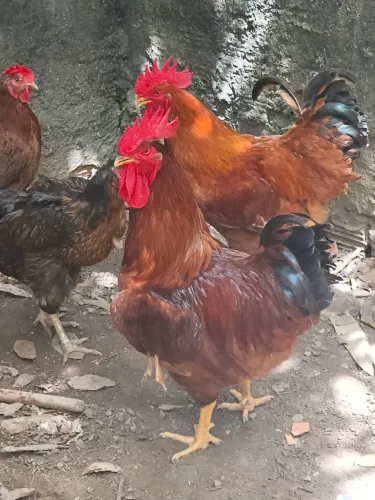 Galos
