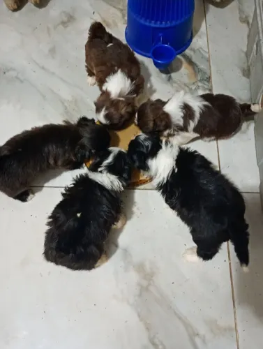 Filhotes de shih Tzu fêmeas e machinhos, Avenida Governador Celso Peçanha 881 Mesquita