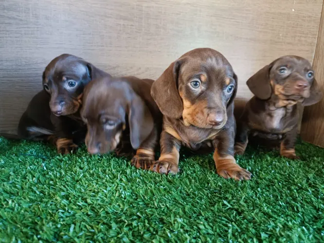 Lindos Basset dachshund cor chocolate.