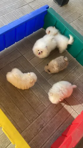 Filhote Lulu da Pomerania Anão e Spitz Alemão anao 