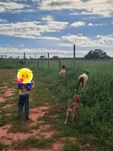 São mansos e gostam de carinho o macho não dá cabeçada e a femia e bem manhosa