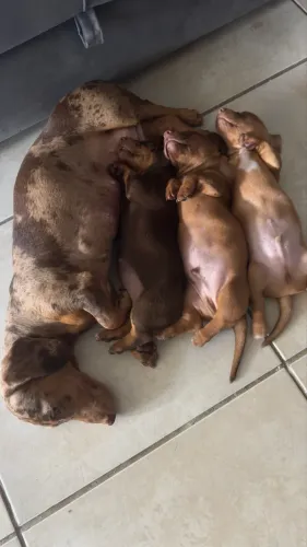 Filhotes de Dachshund machos !