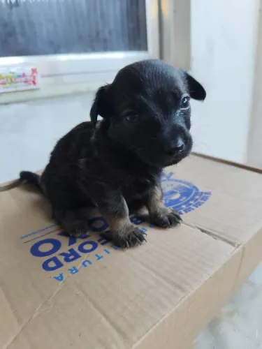 Pet para adoção: coquinho