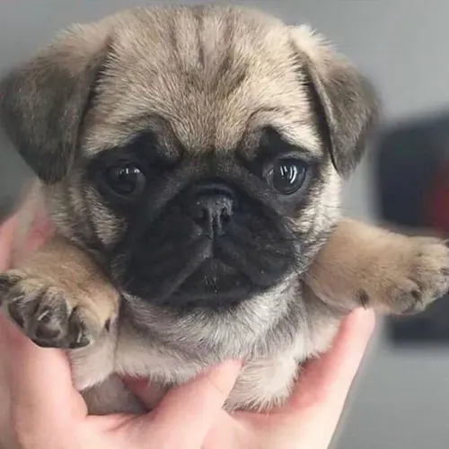 Filhote de Pug Cheio de Personalidade e Carinho