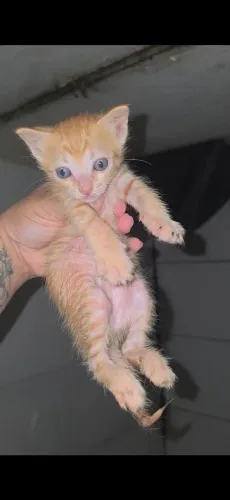 Gata amarela fêmea