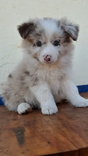 Macho red merle olhos verdes