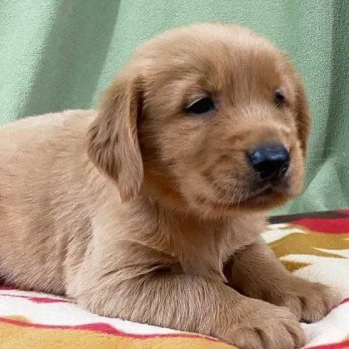 Filhotes de Golden retriever | Um amor de filhote.