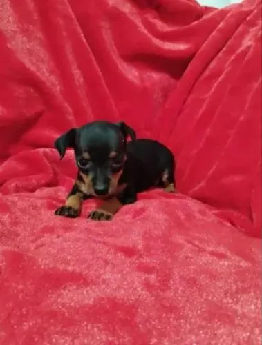 Pinscher O pet certo | Chama agora e escolha seu filhote
