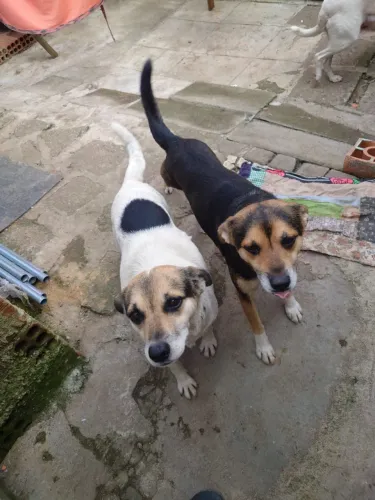 Doa-se três cachorros adultos, porte médio, duas fêmeas castradas e um macho.