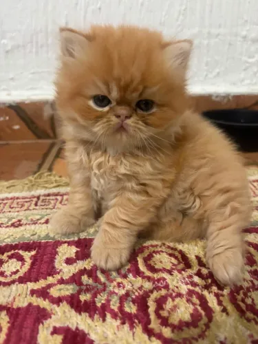 Gato persa filhote