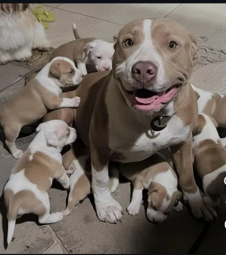 Vendo filhotes de pitbull