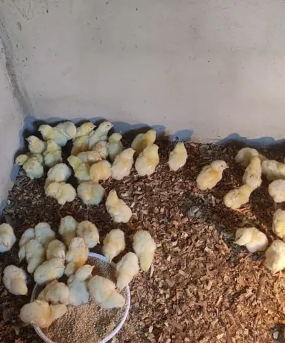 Pinto de granja 300$ a caixa com 100 