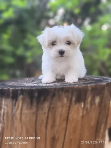 Linda Fêmea de Maltês com Pedigree 