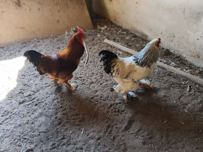 Galos Brahma light e Red