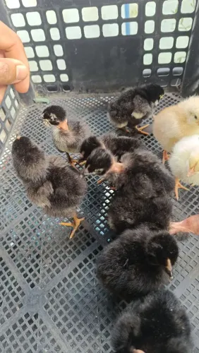 Pintinhos de galinha de capoeira