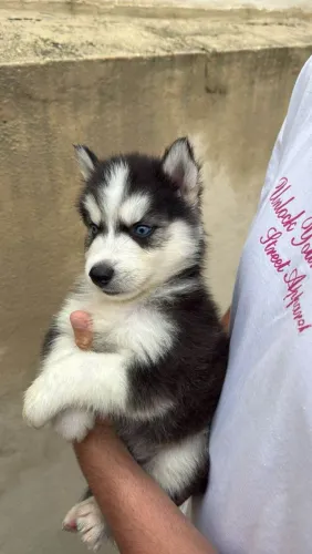 filhote Husky Siberiano, O Melhor Abraço Peludo Que Você Poderia Ter!