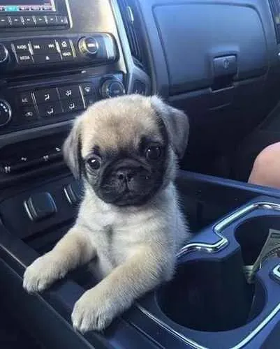 Filhote Pug, A felicidade tem patas fofinhas e olhos brilhantes!