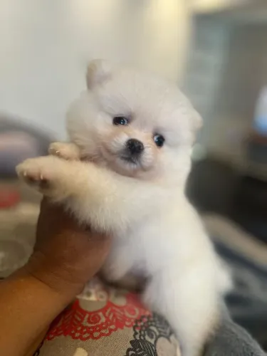 Spitz Alemão lindo demais
