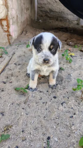 Filhote de Boiadeiro Australiano 
