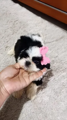 Filhote de Shihtzu Fêmea