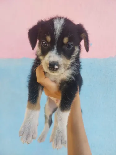 Cachorrinhos para doação 