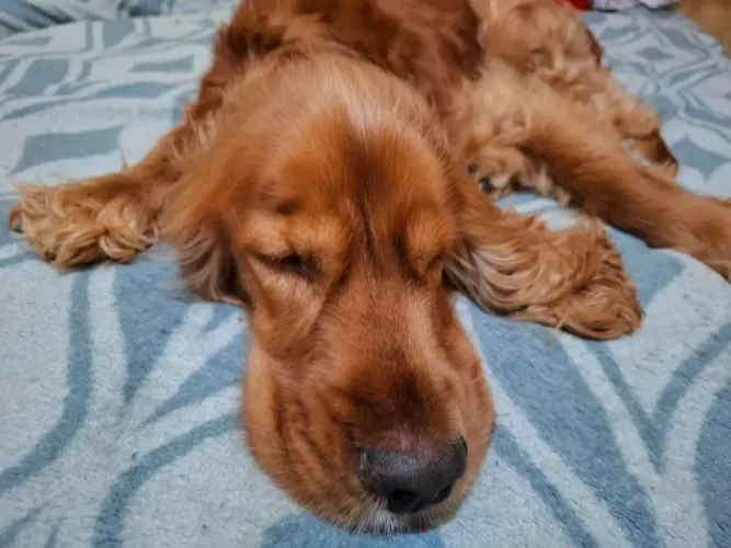 Cocker Spaniel