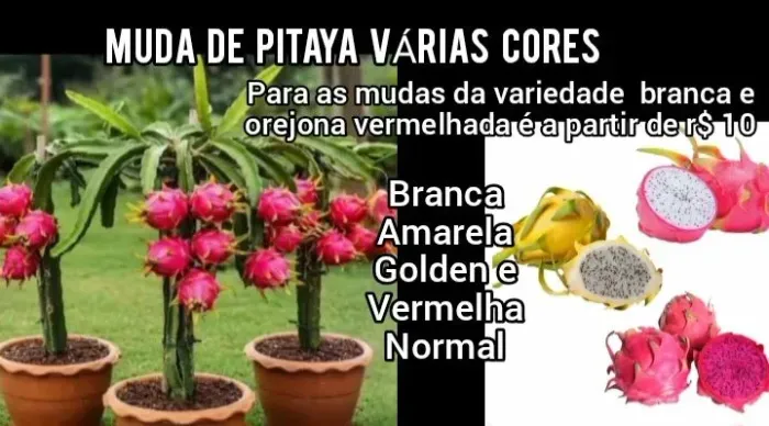 Mudas de pitaya a fruta do dragão várias cores