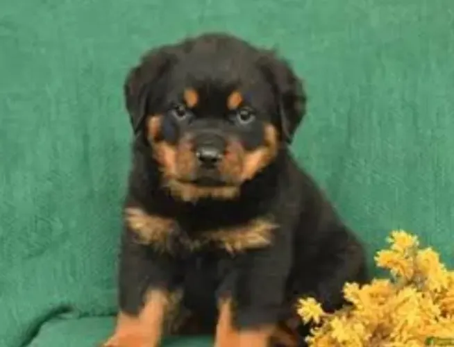 Rottweiler Filhotes Fortes Demais. 