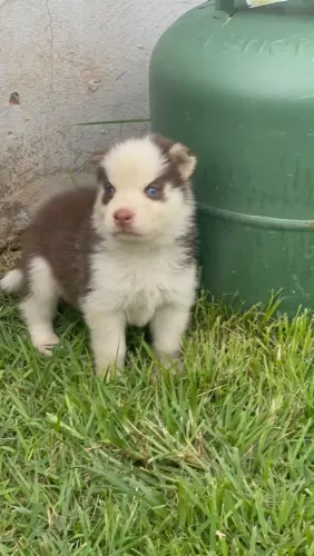 FILHOTE DE HUSKY SIBERIANO
