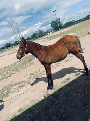 Pordo